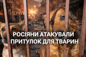 У центрі Запоріжжя російський удар знищив притулок для тварин (ВІДЕО)