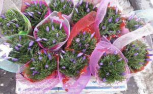 Чому не можна купувати первоцвіти в Запоріжжі: рейди, штрафи та ризики