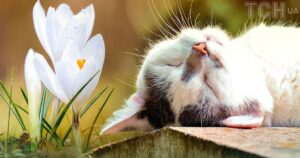 Погода в Україні у березні 2026: чи чекати різкого потепління та скільки буде опадів