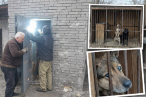 «Запоріжжяобленерго» відновило вольєри у притулку для собак після прильоту (ФОТО)