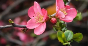 Весна набирає обертів: у Запоріжжі на вихідних потеплішає до +18°