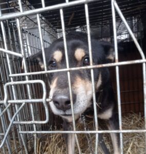 Під обстрілами та дронами: з прифронтового селища на Запоріжжі евакуювали 18 собак