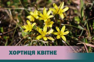 Весна повертається на Хортицю: на острові з’явилися перші квіти (ФОТО)