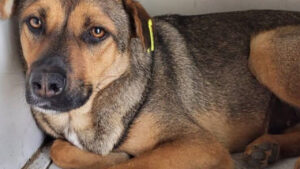 У Запоріжжі планують затвердити нові правила утримання домашніх тварин