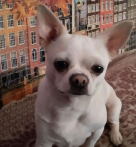 В Запорожье разыскивают собаку породы чихуахуа: хозяева обещают вознаграждение (ФОТО)
