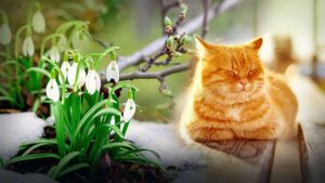 Погода в Запоріжжі на 10 днів: після прохолоди прийде потепління до +17