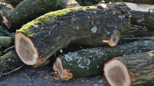 У Запоріжжі засекретили інформацію про видалення 568 дерев (ДОКУМЕНТ)