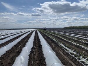 На Запоріжжі стартував поливний сезон: аграрії висаджують розсаду на зрошуваних полях (ФОТО)