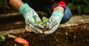 Лунный посевной календарь на апрель 2026 года: когда сажать для хорошего урожая