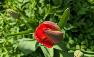 Яке свято 25 квітня: значення дня та народні прикмети