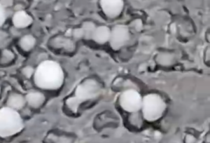 Град размером с горошину обрушился на Запорожскую область (ВИДЕО)