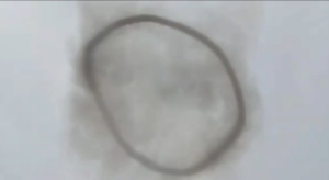 Після атаки БпЛА над Запоріжжям помітили дивне кільце диму (ФОТО, ВІДЕО)