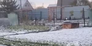 В Запорожье ночью выпал снег (ВИДЕО)