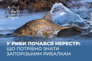 Начался нерест: в Запорожье вводят ограничения на вылов рыбы