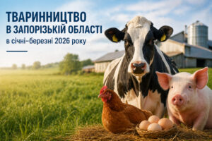 Меньше скота, но стабильное производство: ситуация в животноводстве Запорожья