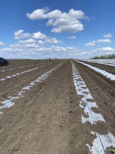 На Запоріжжі аграрії розпочали висадку овочів і баштанних культур (ФОТО)