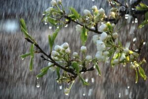 Грози, зливи та спека до +31°: якою буде погода в Запоріжжі найближчими днями