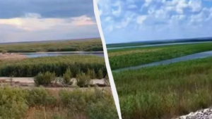 Молодий ліс до 7 метрів: як змінюється територія Каховського водосховища