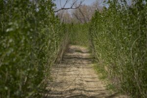 Після підриву Каховської ГЕС: що буде замість водосховища і чи відновиться Великий Луг