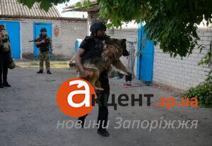 Сама підбігла до евакуаційної машини: на Запоріжжі врятували вівчарку та повернули родині (ВІДЕО)